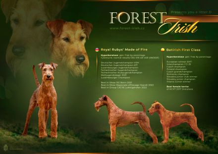 Irish Terrier