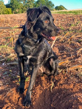 Verschmuste Angsthünding sucht ein neues Zuhause