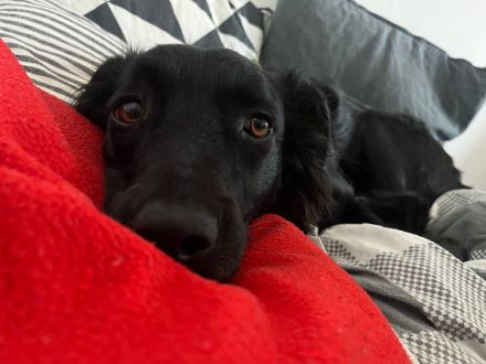 Verschmuste Angsthünding sucht ein neues Zuhause