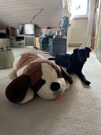 Verschmuste Angsthünding sucht ein neues Zuhause