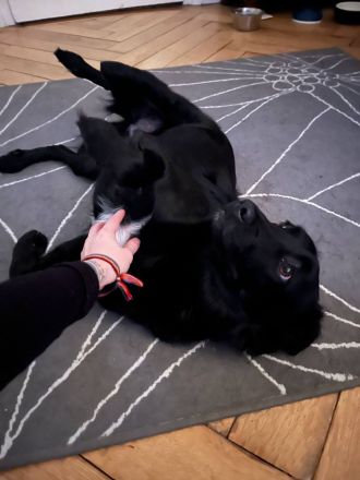 Verschmuste Angsthünding sucht ein neues Zuhause