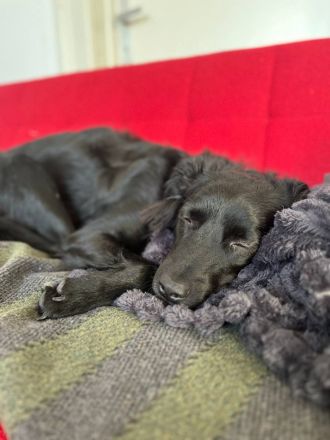 Verschmuste Angsthünding sucht ein neues Zuhause