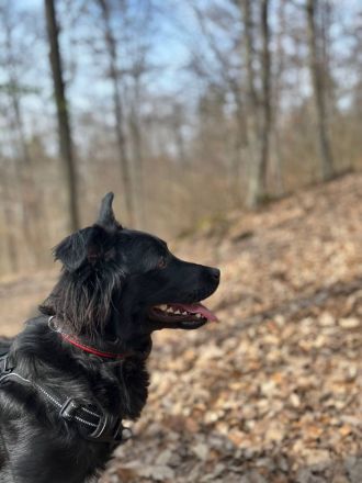 Verschmuste Angsthünding sucht ein neues Zuhause