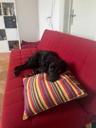 Verschmuste Angsthünding sucht ein neues Zuhause