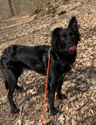 Verschmuste Angsthünding sucht ein neues Zuhause