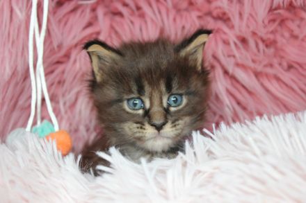 Coonies vom Calverbühl