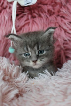 Coonies vom Calverbühl