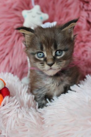 Coonies vom Calverbühl
