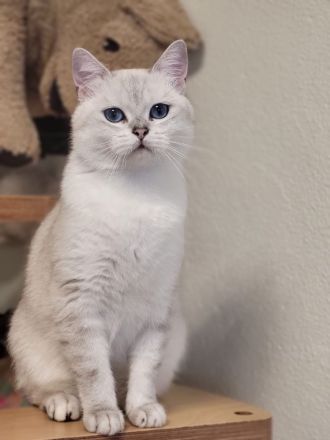 Deckkater BKH mit Stammbaum