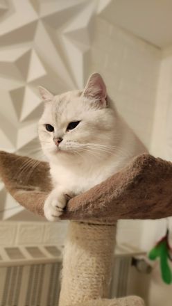 Deckkater BKH mit Stammbaum