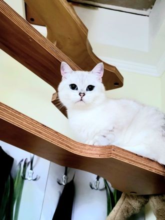 Deckkater BKH mit Stammbaum