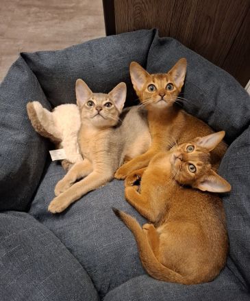 Abessinier „of Dzhambyl“