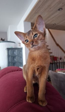 Abessinier „of Dzhambyl“