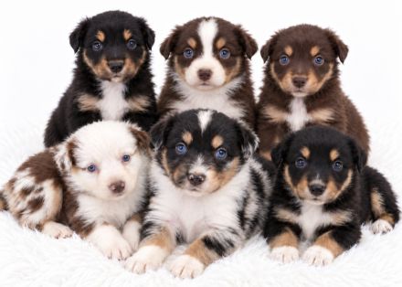 Miniature Australian Shepherd Welpen mit Papieren
