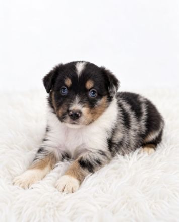 Miniature Australian Shepherd Welpen mit Papieren