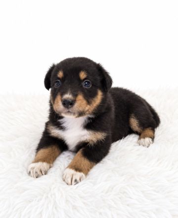 Miniature Australian Shepherd Welpen mit Papieren