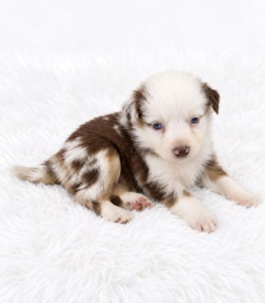 Miniature Australian Shepherd Welpen mit Papieren