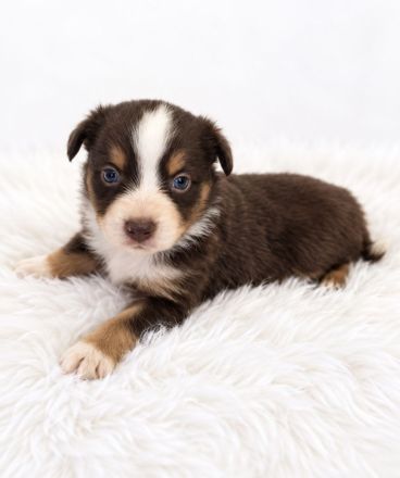 Miniature Australian Shepherd Welpen mit Papieren