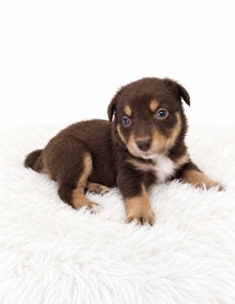 Miniature Australian Shepherd Welpen mit Papieren