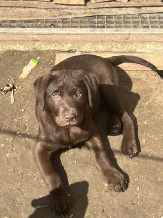 Reinrassige Labrador Welpen mit Ahnentafel