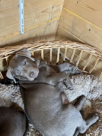 Reinrassige Labrador Welpen mit Ahnentafel