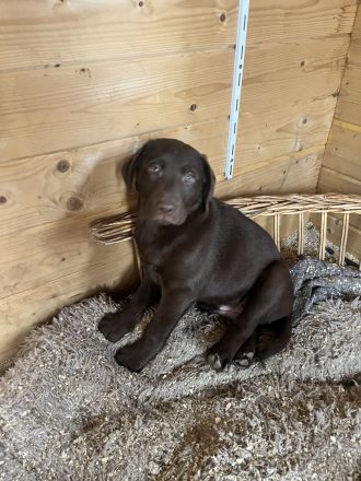 Reinrassige Labrador Welpen mit Ahnentafel