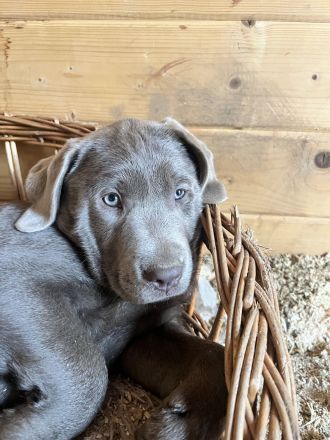 Reinrassige Labrador Welpen mit Ahnentafel