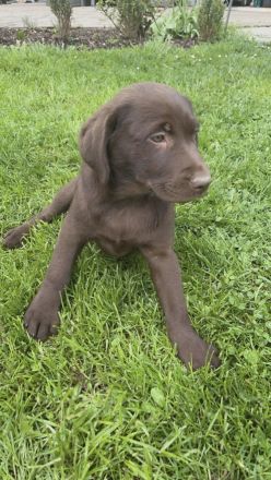 Reinrassige Labrador Welpen mit Ahnentafel