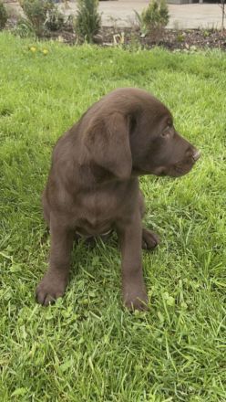 Reinrassige Labrador Welpen mit Ahnentafel