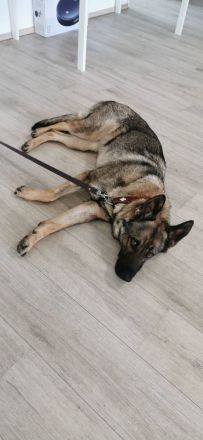 Junge deutsche Schäferhündin sucht ein neues und liebevolles Zuhause