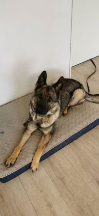 Junge deutsche Schäferhündin sucht ein neues und liebevolles Zuhause