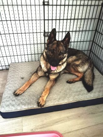 Junge deutsche Schäferhündin sucht ein neues und liebevolles Zuhause