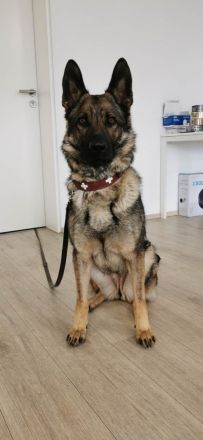 Junge deutsche Schäferhündin sucht ein neues und liebevolles Zuhause