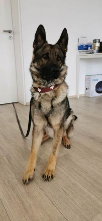 Junge deutsche Schäferhündin sucht ein neues und liebevolles Zuhause