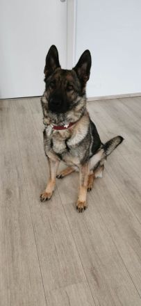 Junge deutsche Schäferhündin sucht ein neues und liebevolles Zuhause