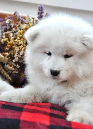 Traumhafte Samojeden mit FCI Papieren