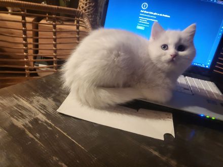 Bkh Kitten suchen ein liebevolles Zuhause