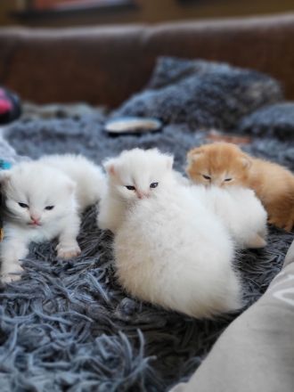 Bkh Kitten suchen ein liebevolles Zuhause