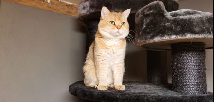 Bkh Kitten suchen ein liebevolles Zuhause