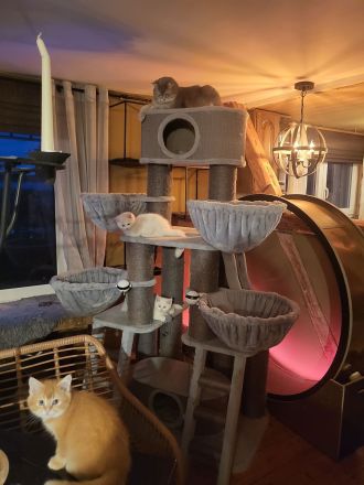 Bkh Kitten suchen ein liebevolles Zuhause