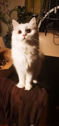 Bkh Kitten suchen ein liebevolles Zuhause