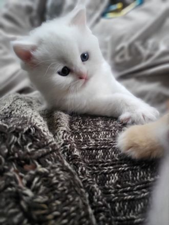 Bkh Kitten suchen ein liebevolles Zuhause