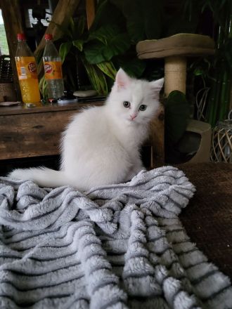 Bkh Kitten suchen ein liebevolles Zuhause