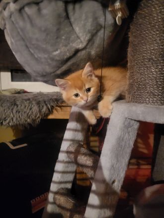 Bkh Kitten suchen ein liebevolles Zuhause