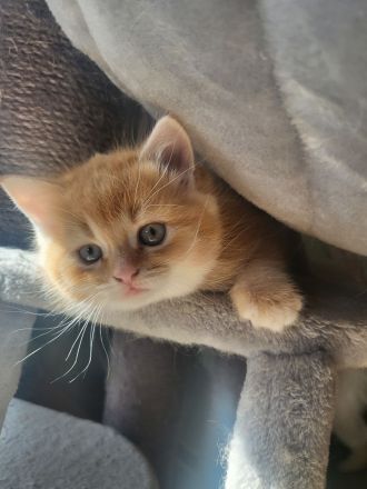 Bkh Kitten suchen ein liebevolles Zuhause