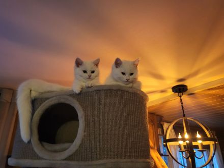 Bkh Kitten suchen ein liebevolles Zuhause