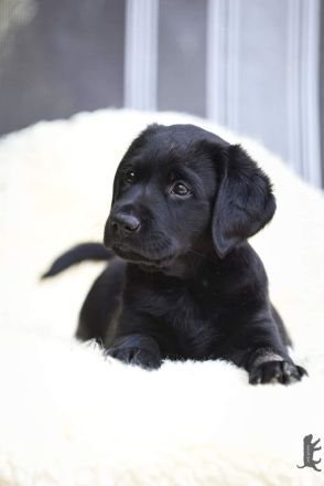 Labrador Retriever Welpen vom Sauboden FCI hier treffen sich Show- und Arbeitslinien