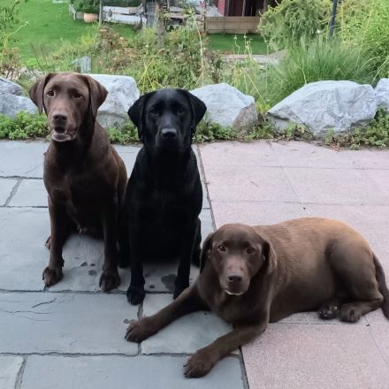 Labrador Retriever Welpen vom Sauboden FCI hier treffen sich Show- und Arbeitslinien