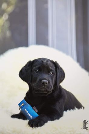 Labrador Retriever Welpen vom Sauboden FCI hier treffen sich Show- und Arbeitslinien