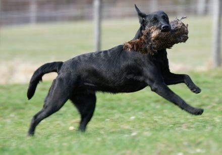 Labrador Retriever Welpen vom Sauboden FCI hier treffen sich Show- und Arbeitslinien